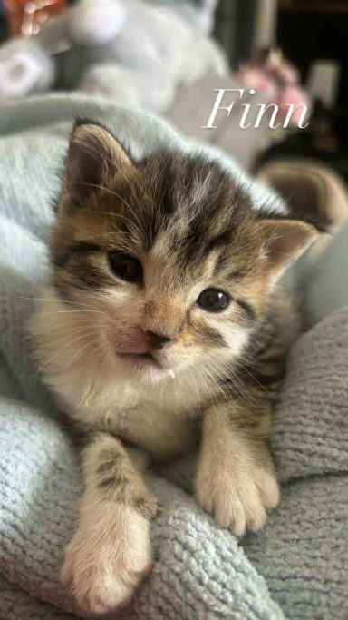 finn, a kitten on top of a blanket