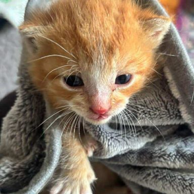 a ginger kitten wrapped up in a grey fluffy blanked