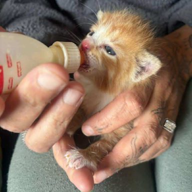 a ginger kitten being held in a person's hands, getting fed from a bottle